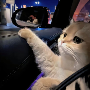 开处见血的免费视频
